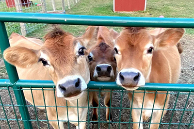 Cows Peering Thru Fence