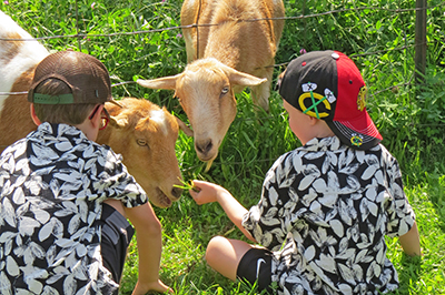 Kids Feeding Goats Grass